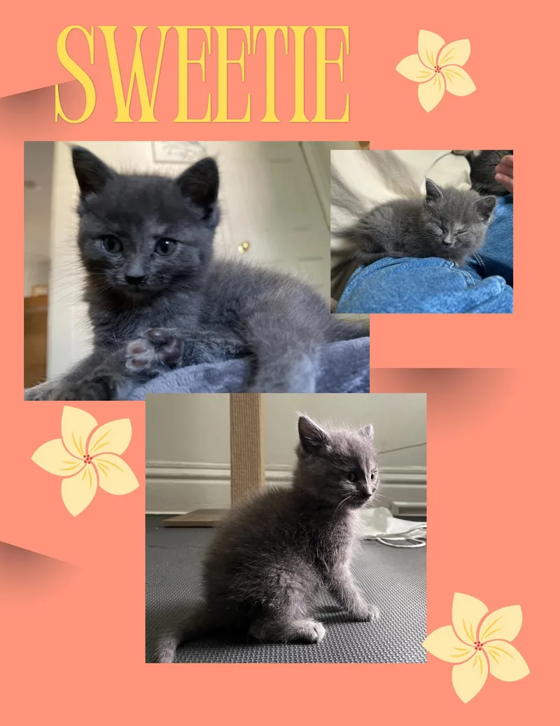 Sweetie  Sandy  thumbnail 3