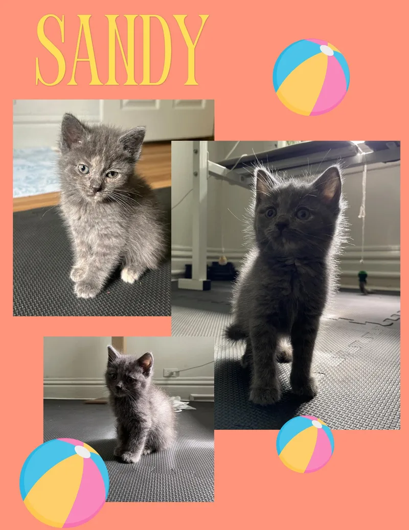 Sweetie  Sandy  thumbnail 4