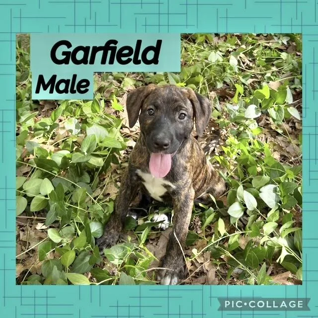 A baby medium-sized male Hound dog named Garfield for adoption in Manchester, CT