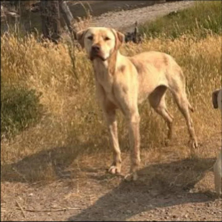 A young medium-sized male Yellow Labrador Retriever dog named Jake for adoption in Thompson Falls, MT