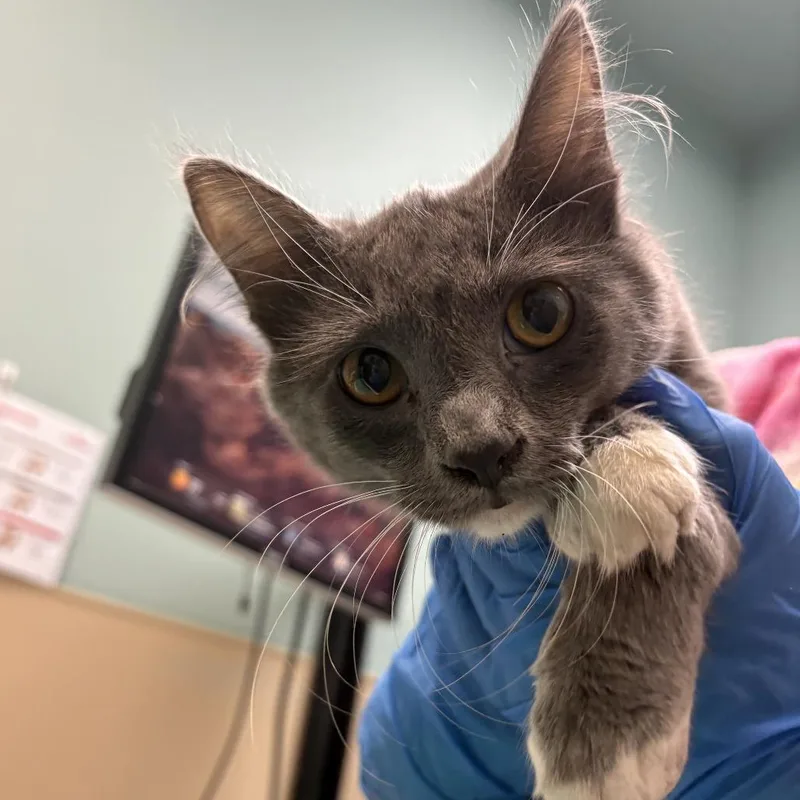 A young medium-sized male Domestic Medium Hair cat named Gage for adoption in Tacoma, WA
