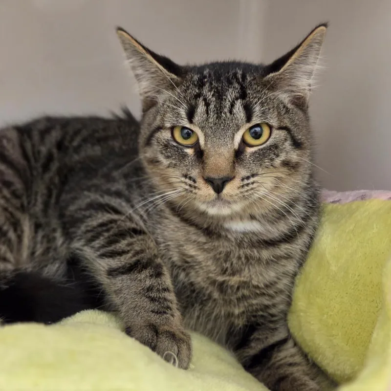 A young medium-sized male Brown / Chocolate Domestic Short Hair cat named Croquemonsieur for adoption in Sarasota, FL