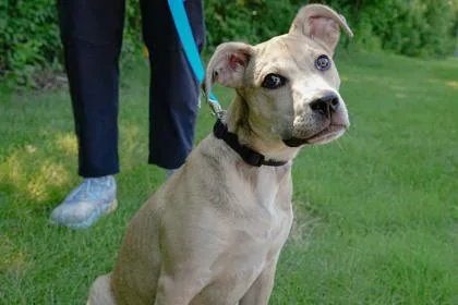 A baby small-sized female Pit Bull Terrier dog named Delilah for adoption in Woodbury, MN
