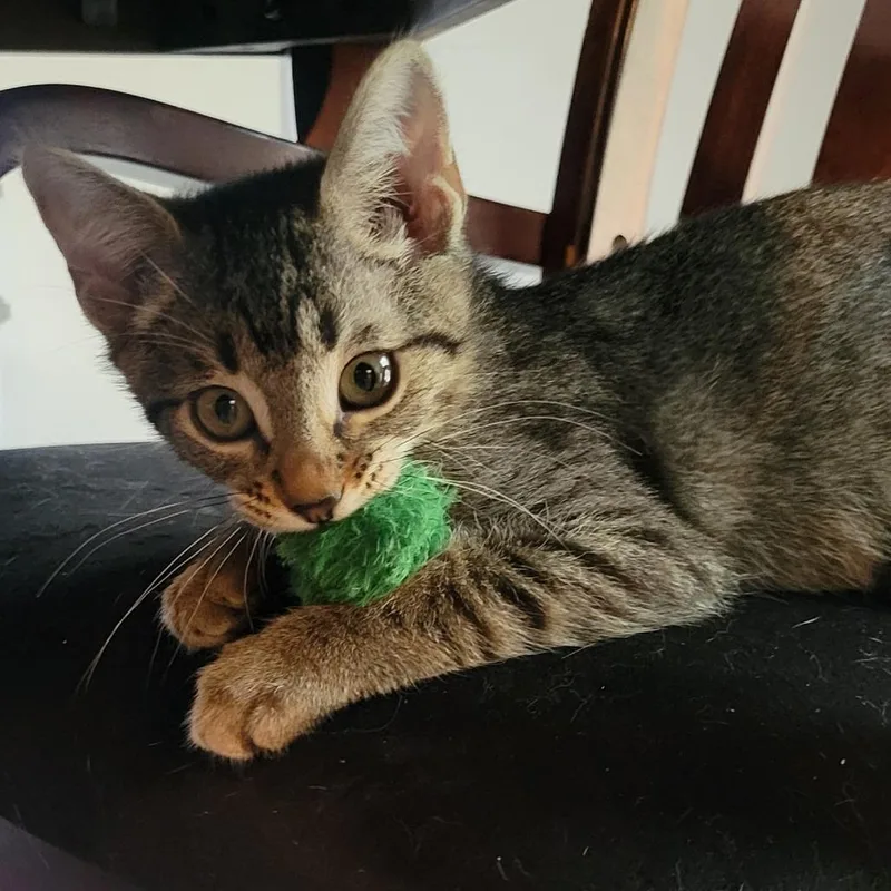 A baby small-sized male Brown / Chocolate Domestic Short Hair cat named Alan J for adoption in Marietta, GA