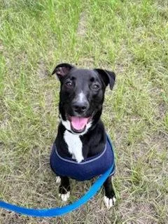 An adult medium-sized male Labrador Retriever dog named Takeo  Year Avail for adoption in Sterling, MA