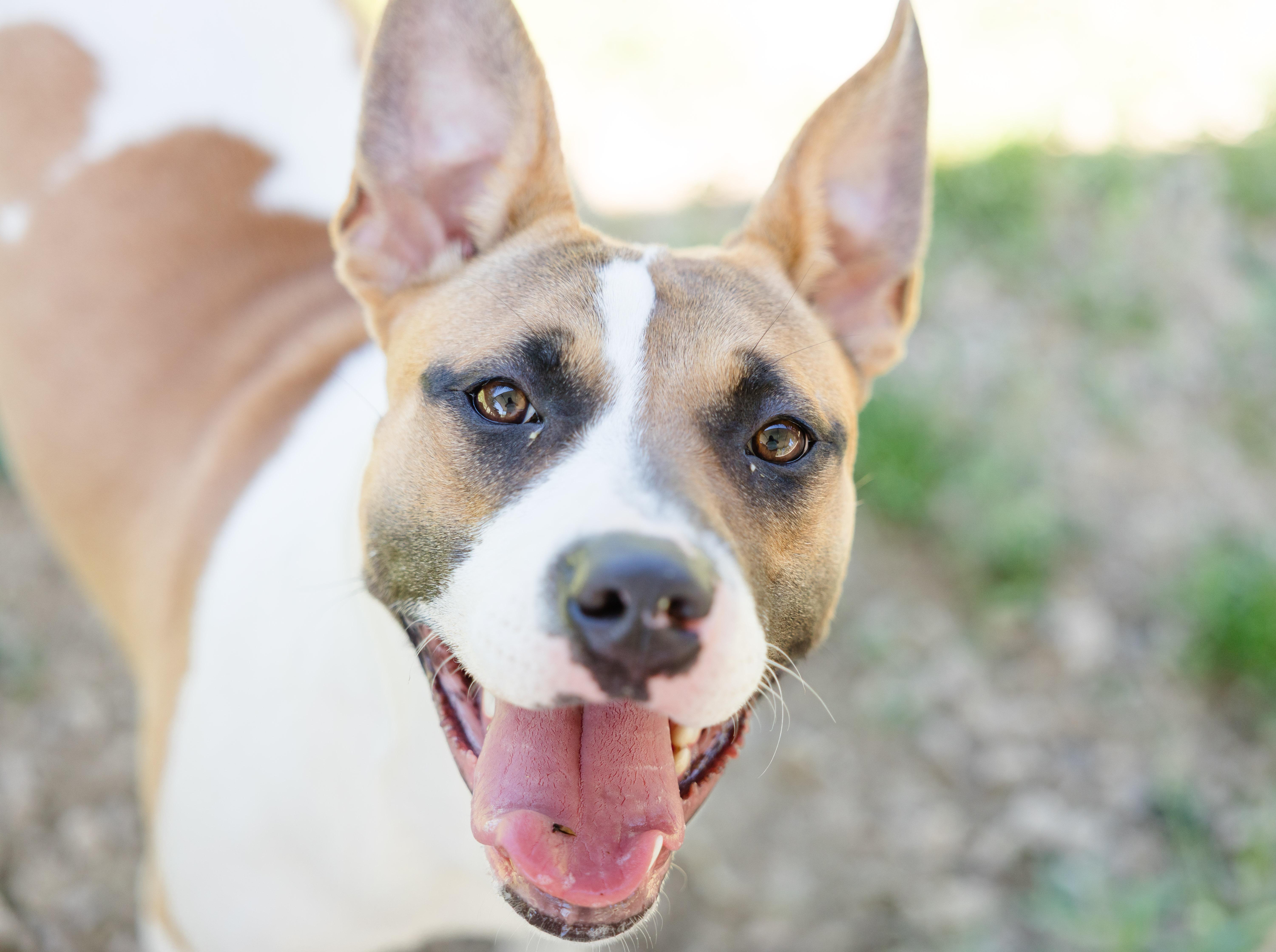 A young medium-sized female American Staffordshire Terrier dog named Lillith for adoption in Newburgh, IN