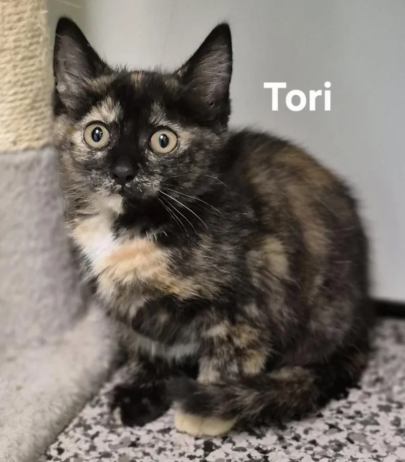 Tori