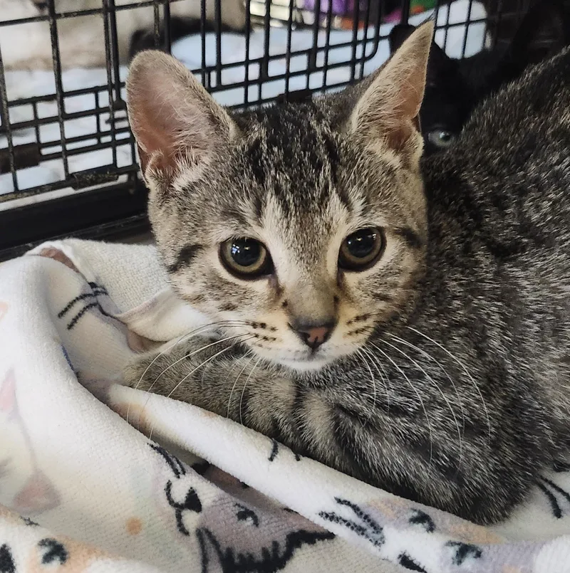 A baby small-sized female Tabby (Brown / Chocolate) Domestic Short Hair cat named Milk Dud for adoption in East Brunswick, NJ