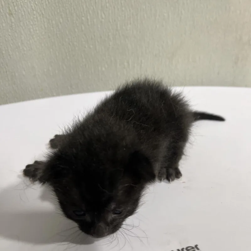 A baby small-sized female Black Domestic Short Hair cat named North for adoption in Tampa, FL