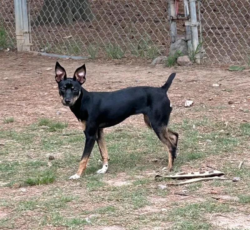 A young small-sized female Terrier dog named Roxy for adoption in Little Rock, AR