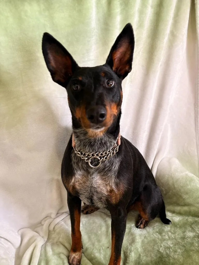 A young medium-sized female Manchester Terrier dog named Martha for adoption in Brookings, OR