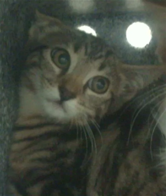 A baby medium-sized female Domestic Medium Hair cat named Blake for adoption in Dallas, TX