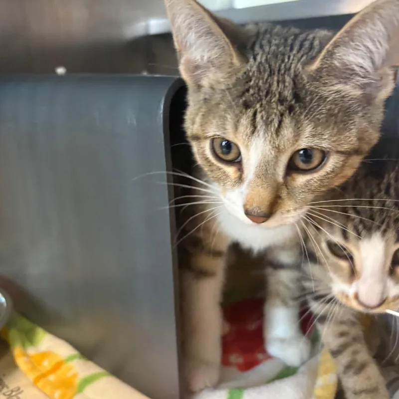 A baby small-sized male Lilac Point Domestic Short Hair cat named Twin for adoption in Chicago, IL