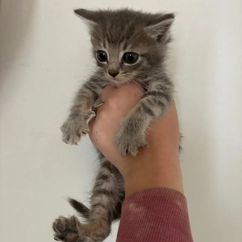 A baby small-sized female Domestic Short Hair cat named Dandelion Manchester Md for adoption in Alexandria, VA