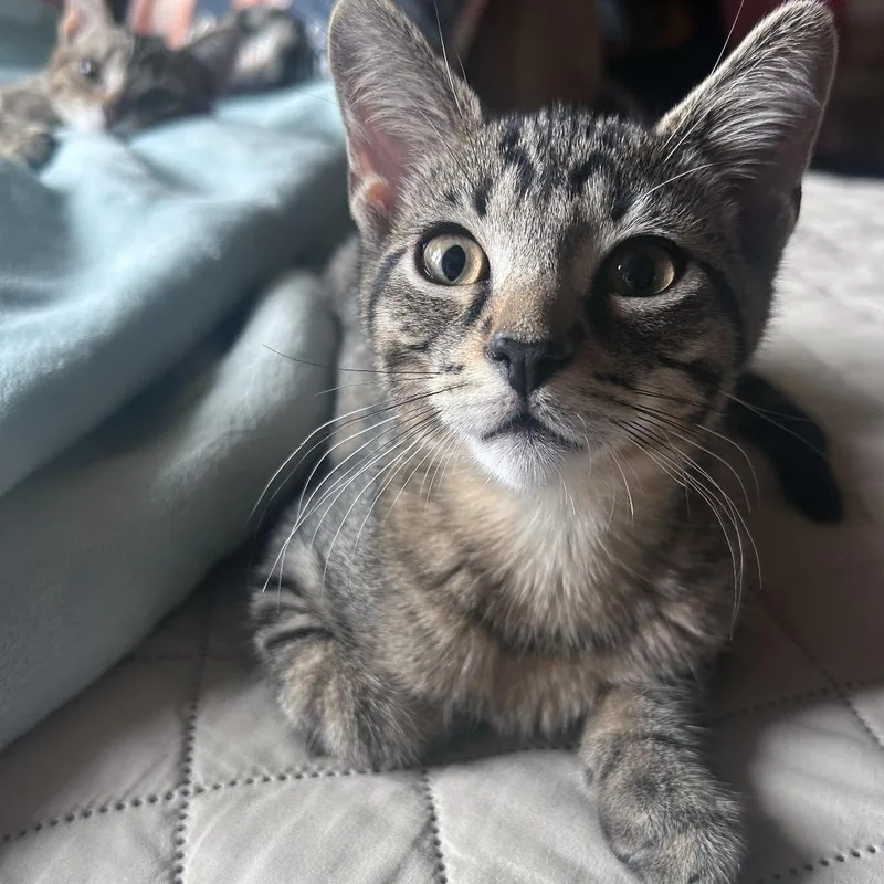 A baby small-sized male Brown / Chocolate Domestic Short Hair cat named Lightning Bug for adoption in Plainfield, IL