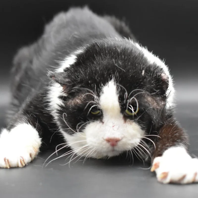 An adult small-sized male Black Domestic Short Hair cat named Charlie for adoption in Plainfield, IL