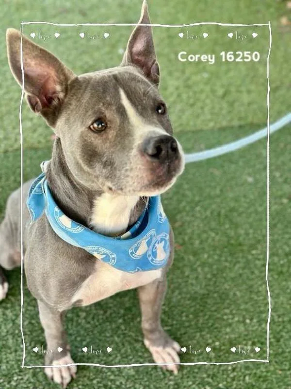 Theodorecorey thumbnail 3