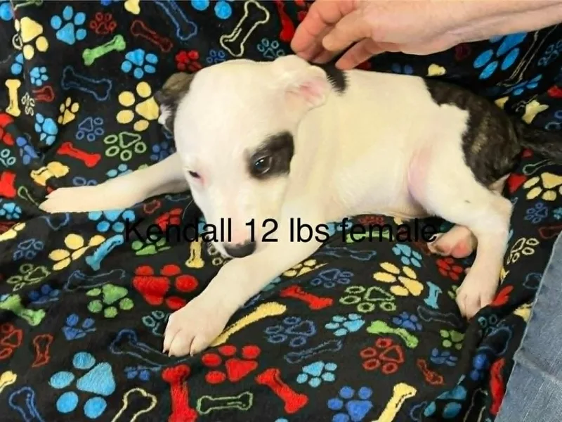Kendall thumbnail 3