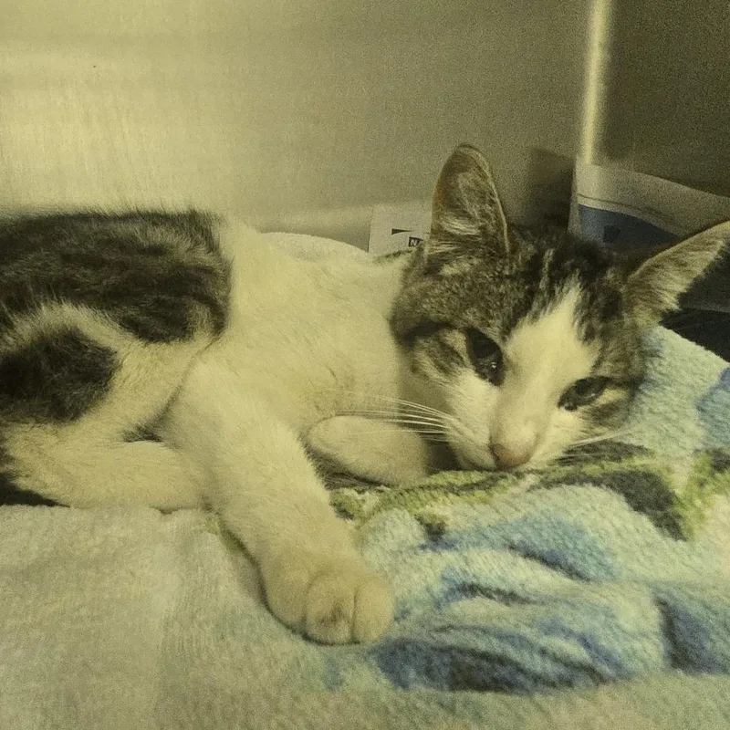 A young small-sized male White Domestic Short Hair cat named Uni for adoption in Salt Lake City, UT