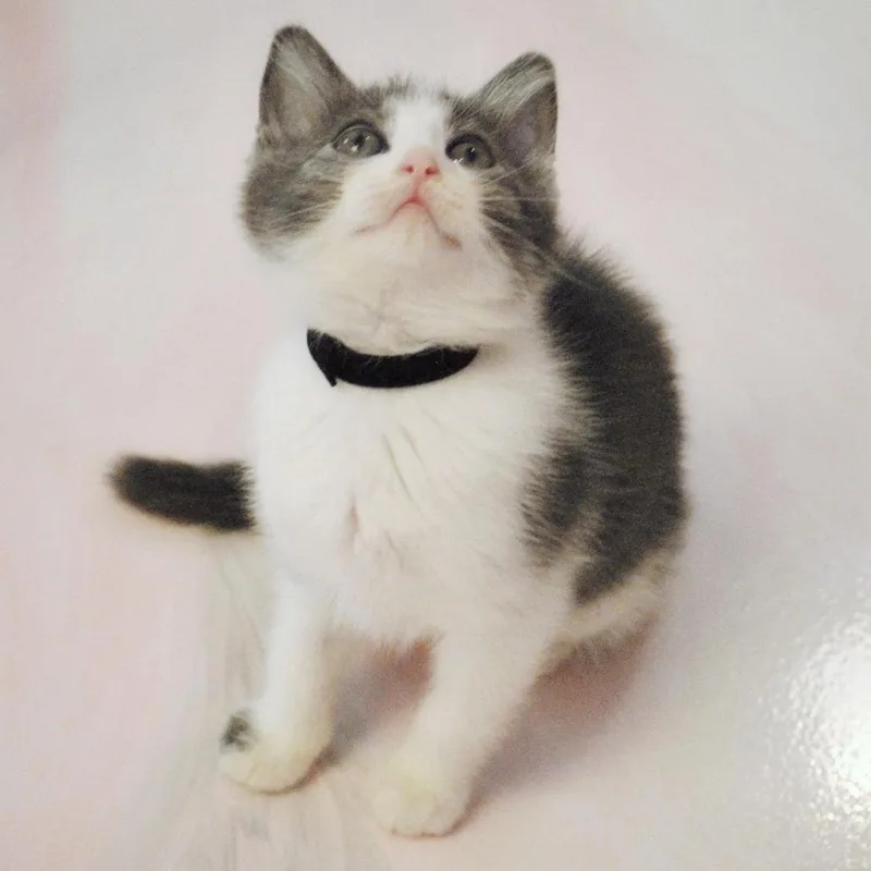 A baby small-sized female Gray / Blue / Silver Domestic Short Hair cat named Olga for adoption in Forest Park, IL