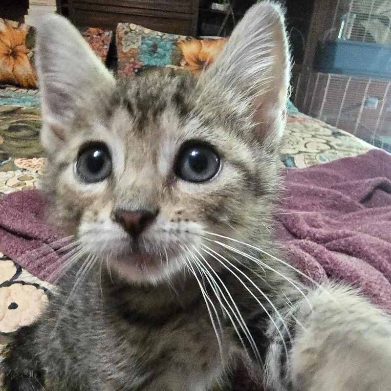A baby small-sized male Domestic Short Hair cat named Angelo "Ozzy" for adoption in Clarksville, AR