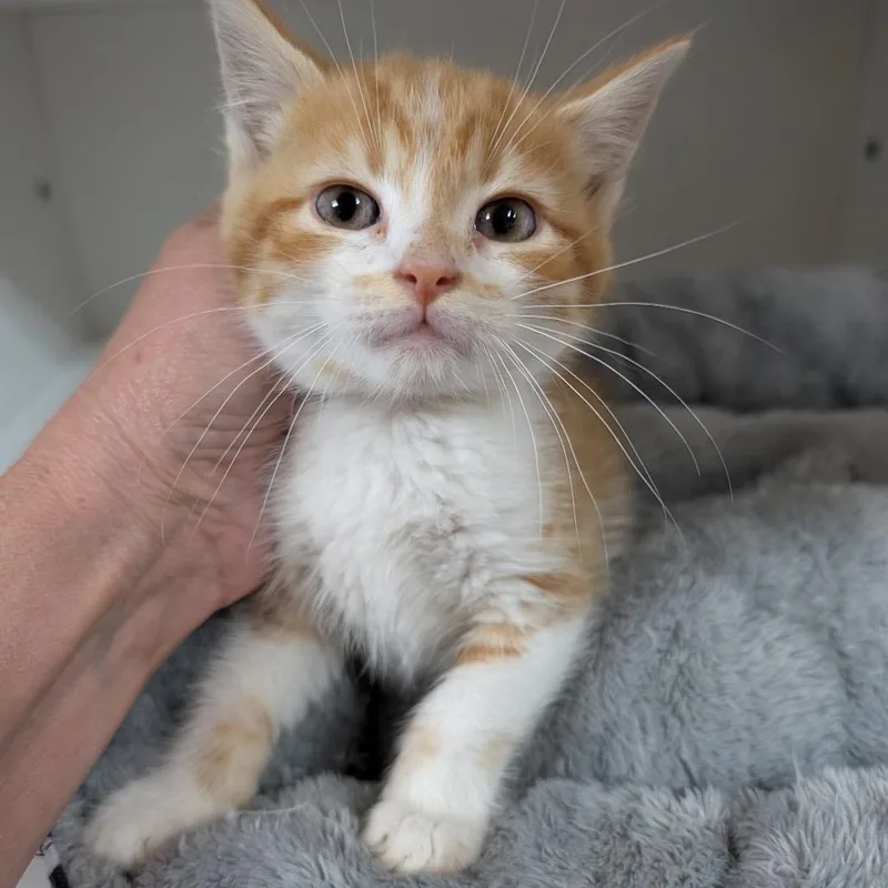 A baby small-sized male Orange / Red Domestic Short Hair cat named Matcha for adoption in Potomac, MD
