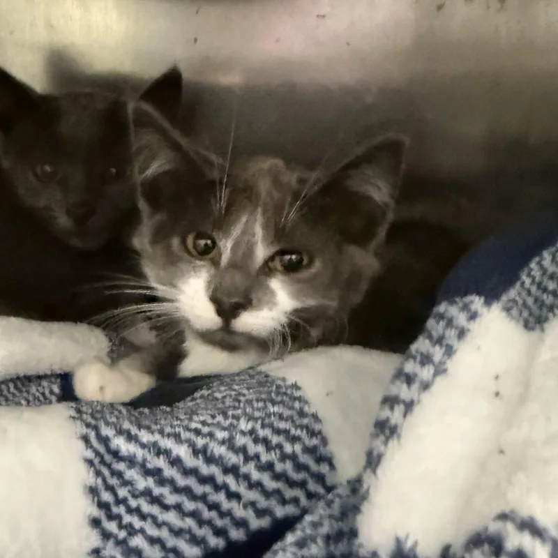 A baby small-sized female Domestic Short Hair cat named Kira for adoption in Oakland, CA