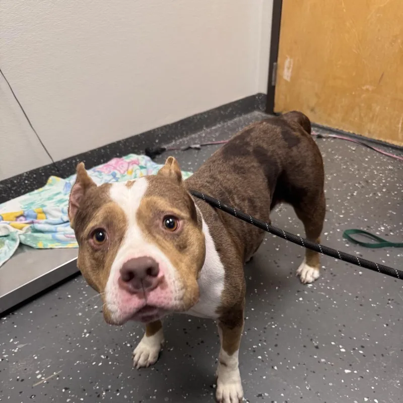 An adult large-sized female Brown / Chocolate Mixed Breed dog named Sage for adoption in Columbiana, AL