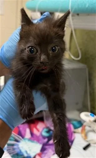 A baby small-sized female Domestic Short Hair cat named Dazzle for adoption in Riverside, CA