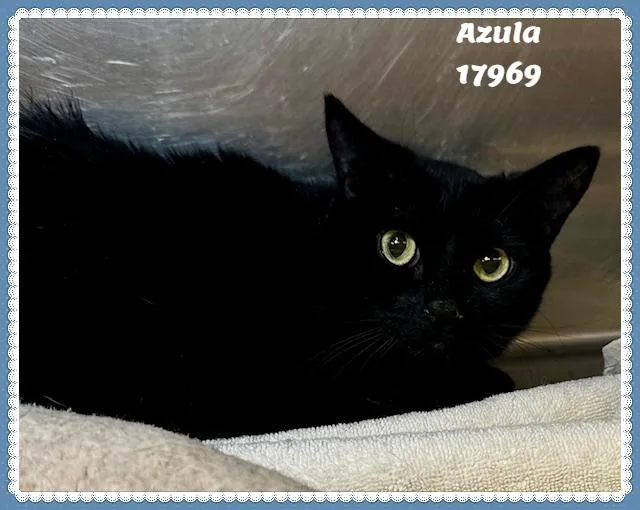 Azula See Also Katniss