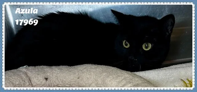 Azula See Also Katniss thumbnail 2