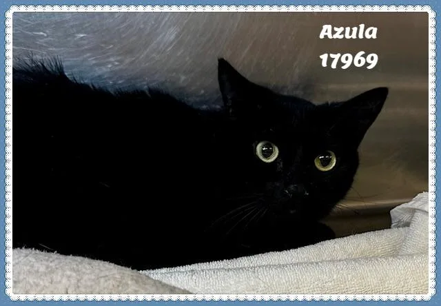 Azula See Also Katniss thumbnail 3