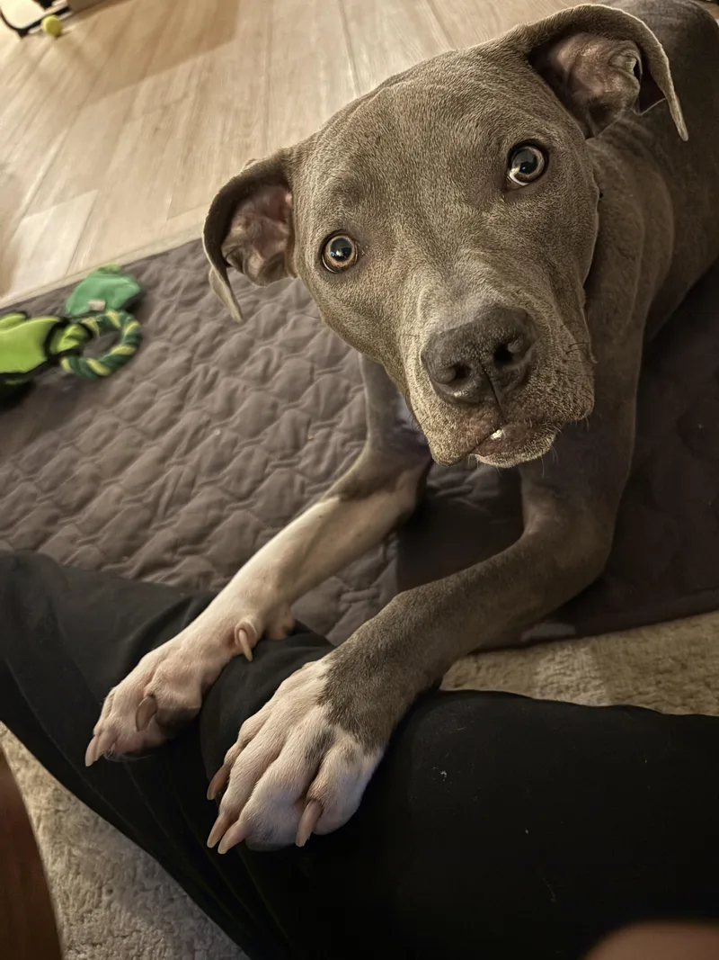 A young medium-sized female Gray / Blue / Silver Mixed Breed dog named Lil Baby for adoption in Vassalboro, ME
