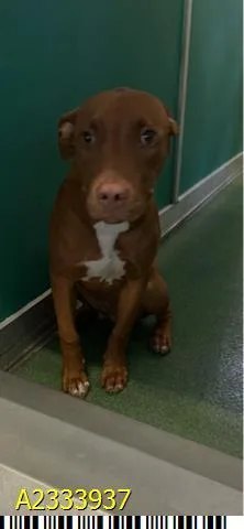 A young small-sized male Mixed Breed dog named Valor for adoption in West Palm Beach, FL