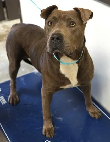 An adult large-sized female Pit Bull Terrier dog named Lee Anne for adoption in Bowling Green, KY