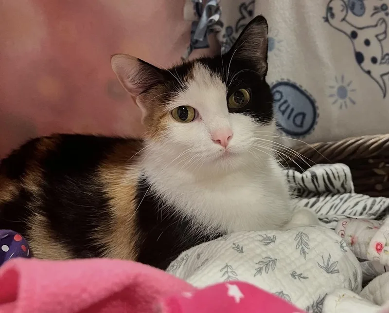 An adult medium-sized female Domestic Short Hair cat named Sundae for adoption in Port Washington, WI