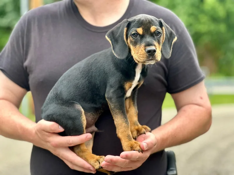 A baby medium-sized male Bicolor Hound dog named Royal for adoption in Millfield, OH