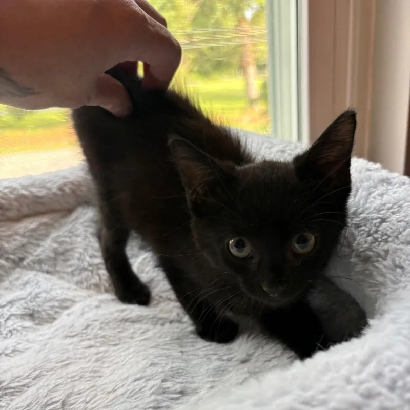 A baby small-sized female Domestic Short Hair cat named Dolly FIV+ for adoption in La Grange, KY