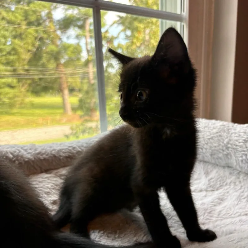 Dolly FIV+ thumbnail 3