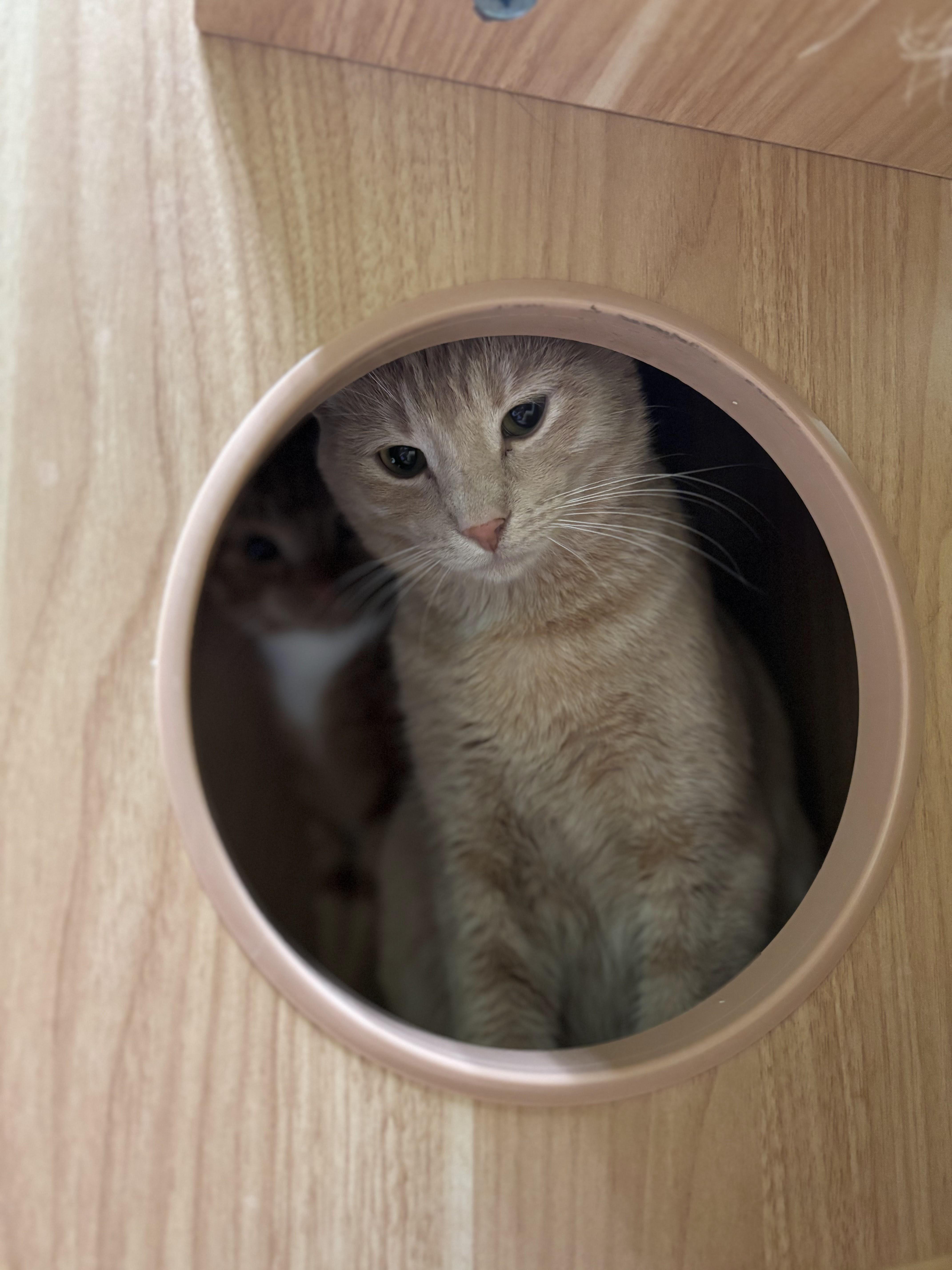 An adult medium-sized male Buff / Tan / Fawn Domestic Short Hair cat named Sandstorm for adoption in The Colony, TX