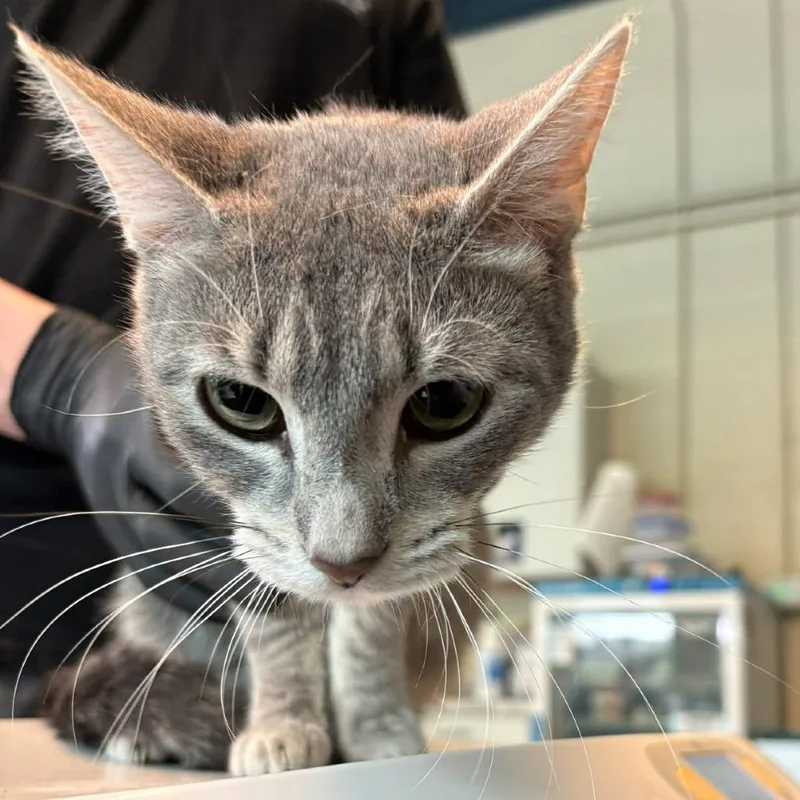 An adult medium-sized female Domestic Short Hair cat named Mouse for adoption in Pasadena , MD