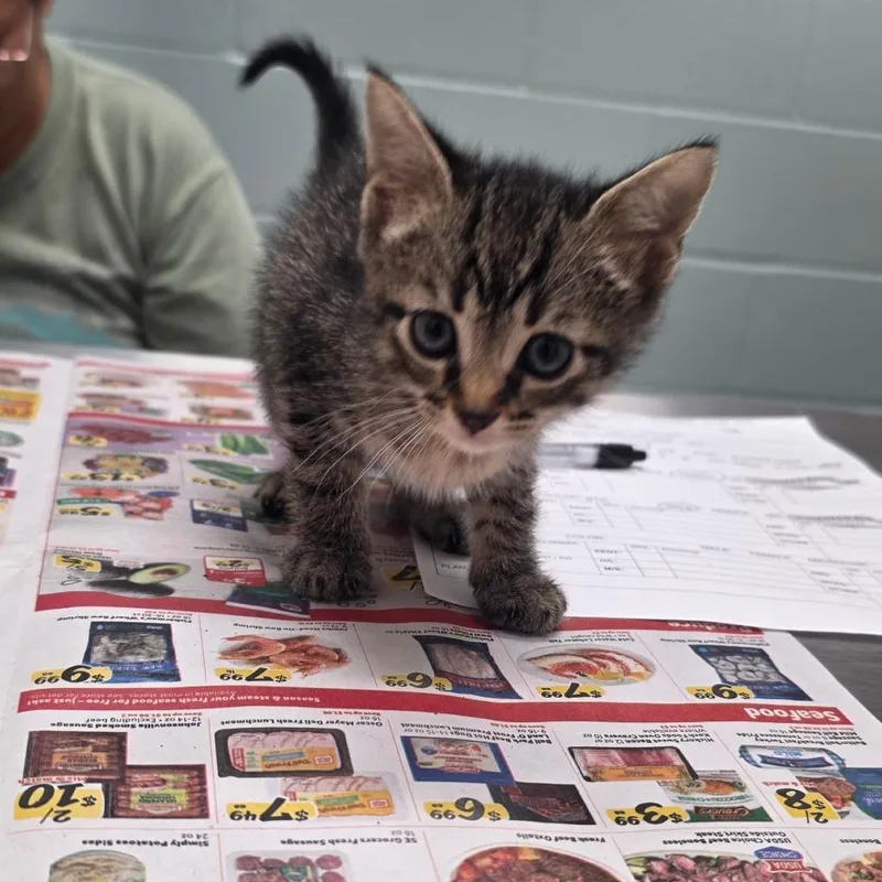 A baby small-sized female Brown / Chocolate Domestic Short Hair cat named Gromit for adoption in Jacksonville, FL