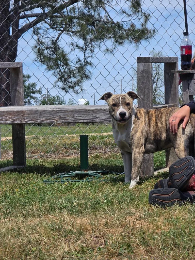 A young large-sized female Mixed Breed dog named Izzy for adoption in Metter, GA