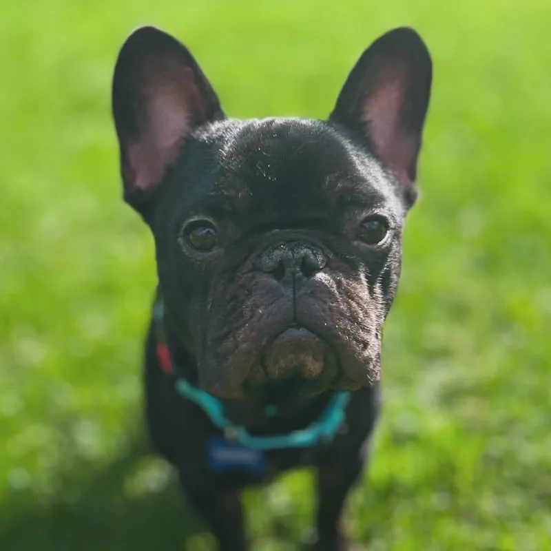 A young small-sized male Black French Bulldog dog named Chaos for adoption in West Falls, NY