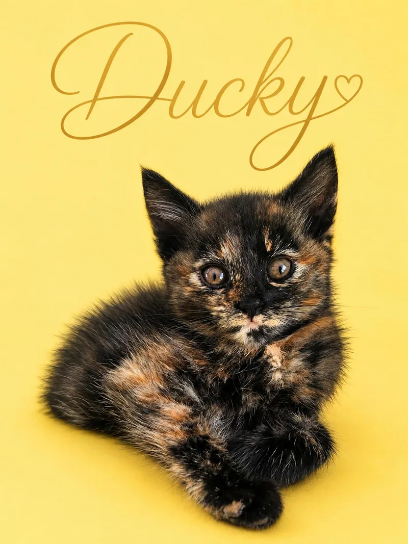 A baby medium-sized female Tortoiseshell cat named Ducky for adoption in Greenville, DE