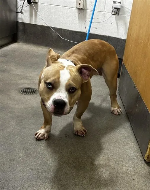 An adult medium-sized male Pit Bull Terrier dog named Ben for adoption in Upper Marlboro, MD