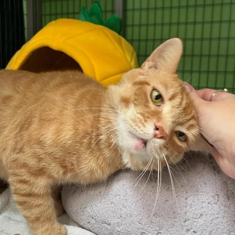 Garfield