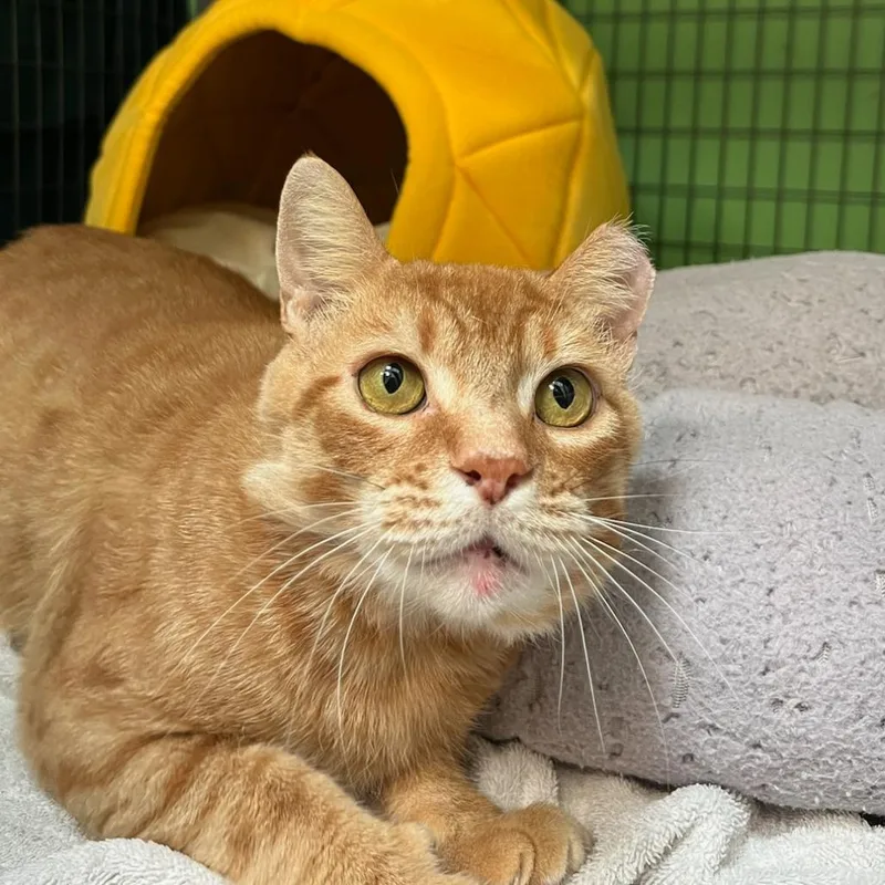 Garfield thumbnail 2