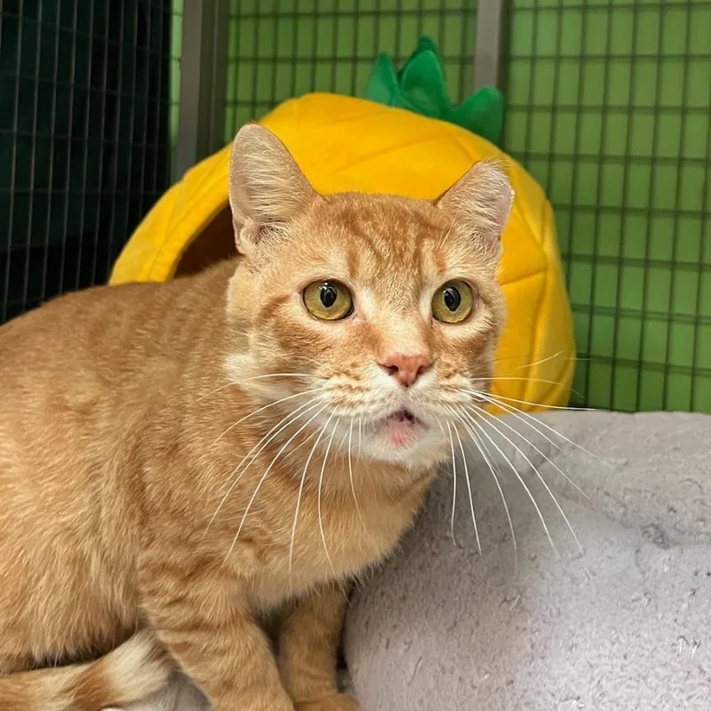 Garfield thumbnail 3