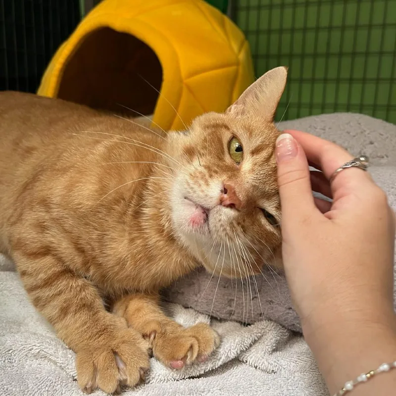 Garfield thumbnail 4